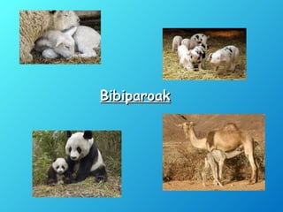 BibiparoakBibiparoak
 