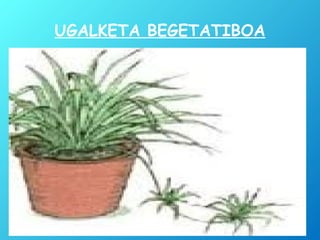 UGALKETA BEGETATIBOA
 