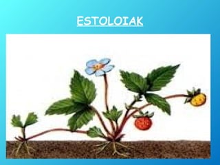 ESTOLOIAK
 