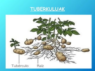 TUBERKULUAK
 