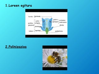 1.Loreen egitura
2.Polinizazioa
 
