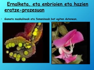 Ernalketa, eta enbrioien eta hazien
eratze-prozesuan
• Gameto maskulinoak eta femeninoak bat egiten dutenean.
 