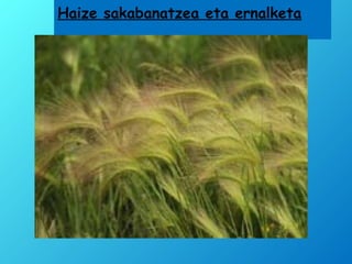 Haize sakabanatzea eta ernalketa
 