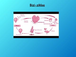 Bizi-zikloa
 