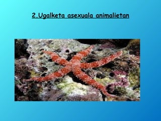 2.Ugalketa asexuala animalietan
 