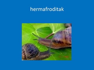 hermafroditak
 