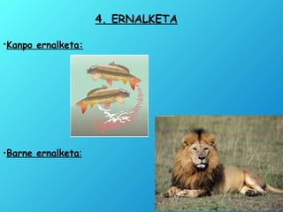 •Kanpo ernalketa:
•Barne ernalketa:
4. ERNALKETA
 