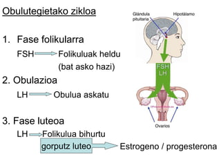 Obulutegietako zikloa
1. Fase folikularra
FSH Folikuluak heldu
(bat asko hazi)
2. Obulazioa
LH Obulua askatu
3. Fase luteoa
LH Folikulua bihurtu
Estrogeno / progesteronagorputz luteo
 
