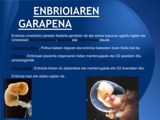 ENBRIOIAREN
    GARAPENA
Enbrioia umetokiko paretan itsatsita geratzen da eta zelula kopurua ugaritu egiten da.
Umetokian likido amniotikoa, plazenta eta zilbor-hestea daude.

Likido amniotikoa: Poltsa batean dagoen eta enbrioia babesten duen likido bat da.

Plazenta: Enbrioiak plazenta organoaren bidez mantenugaiak eta O2 jasotzen ditu
amarengandik.

Zilbor-hestea: Enbrioia lotzen du plazentara eta mantenugaiak eta O2 eramaten ditu.

Enbrioia hazi eta aldatu egiten da.
 