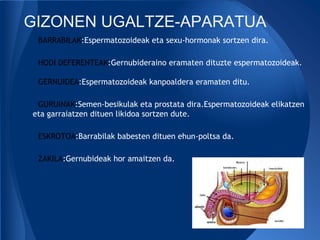 GIZONEN UGALTZE-APARATUA
 BARRABILAK:Espermatozoideak eta sexu-hormonak sortzen dira.

 HODI DEFERENTEAK:Gernubideraino eramaten dituzte espermatozoideak.

 GERNUIDEA:Espermatozoideak kanpoaldera eramaten ditu.

 GURUINAK:Semen-besikulak eta prostata dira.Espermatozoideak elikatzen
eta garraiatzen dituen likidoa sortzen dute.

 ESKROTOA:Barrabilak babesten dituen ehun-poltsa da.

 ZAKILA:Gernubideak hor amaitzen da.
 