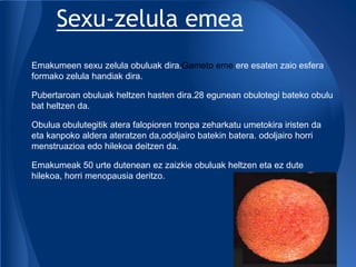Sexu-zelula emea
Emakumeen sexu zelula obuluak dira.Gameto eme ere esaten zaio esfera
formako zelula handiak dira.

Pubertaroan obuluak heltzen hasten dira.28 egunean obulotegi bateko obulu
bat heltzen da.

Obulua obulutegitik atera falopioren tronpa zeharkatu umetokira iristen da
eta kanpoko aldera ateratzen da,odoljairo batekin batera. odoljairo horri
menstruazioa edo hilekoa deitzen da.

Emakumeak 50 urte dutenean ez zaizkie obuluak heltzen eta ez dute
hilekoa, horri menopausia deritzo.
 