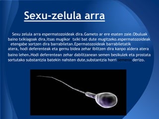 Sexu-zelula arra
  Sexu zelula arra espermatozoideak dira.Gameto ar ere esaten zaie.Obuluak
baino txikiagoak dira,itsas mugikor txiki bat dute mugitzeko.espermatozoideak
 etengabe sortzen dira barrabiletan.Epermatozoideak barrabiletatik
atera, hodi deferenteak eta gernu bidea zehar ibiltzen dira kanpo aldera atera
baino lehen.Hodi deferentean zehar dabiltzanean semen besikulek eta prostata
sortutako substantzia batekin nahsten dute,substantzia horri semena derizo.
 