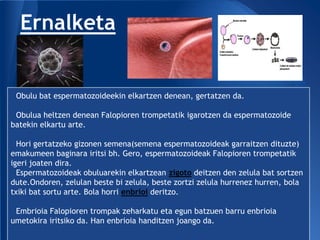 Ernalketa


 Obulu bat espermatozoideekin elkartzen denean, gertatzen da.

 Obulua heltzen denean Falopioren trompetatik igarotzen da espermatozoide
batekin elkartu arte.

  Hori gertatzeko gizonen semena(semena espermatozoideak garraitzen dituzte)
emakumeen baginara iritsi bh. Gero, espermatozoideak Falopioren trompetatik
igeri joaten dira.
  Espermatozoideak obuluarekin elkartzean zigoto deitzen den zelula bat sortzen
dute.Ondoren, zelulan beste bi zelula, beste zortzi zelula hurrenez hurren, bola
txiki bat sortu arte. Bola horri enbrioi deritzo.

 Embrioia Falopioren trompak zeharkatu eta egun batzuen barru enbrioia
umetokira iritsiko da. Han enbrioia handitzen joango da.
 