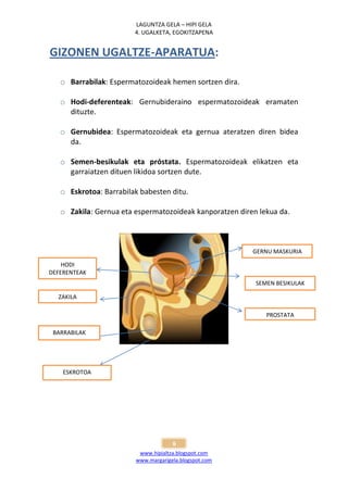 LAGUNTZA GELA – HIPI GELA
                        4. UGALKETA, EGOKITZAPENA


GIZONEN UGALTZE-APARATUA:

   o Barrabilak: Espermatozoideak hemen sortzen dira.

   o Hodi-deferenteak: Gernubideraino espermatozoideak eramaten
     dituzte.

   o Gernubidea: Espermatozoideak eta gernua ateratzen diren bidea
     da.

   o Semen-besikulak eta próstata. Espermatozoideak elikatzen eta
     garraiatzen dituen likidoa sortzen dute.

   o Eskrotoa: Barrabilak babesten ditu.

   o Zakila: Gernua eta espermatozoideak kanporatzen diren lekua da.



                                                         GERNU MASKURIA

    HODI
DEFERENTEAK
                                                          SEMEN BESIKULAK

  ZAKILA

                                                             PROSTATA

 BARRABILAK




    ESKROTOA




                                     6
                         www.hipialtza.blogspot.com
                        www.margarigela.blogspot.com
 
