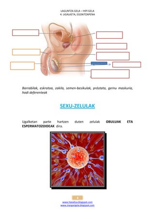 LAGUNTZA GELA – HIPI GELA
                        4. UGALKETA, EGOKITZAPENA




Barrabilak, eskrotoa, zakila, semen-besikulak, próstata, gernu maskuria,
hodi deferenteak


                        SEXU-ZELULAK

Ugalketan parte   hartzen          duten        zelulak   OBULUAK   ETA
ESPERMATOZOIDEAK dira.




                                     8
                         www.hipialtza.blogspot.com
                        www.margarigela.blogspot.com
 