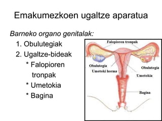 Emakumezkoen ugaltze aparatua
Barneko organo genitalak:
1. Obulutegiak
2. Ugaltze-bideak
* Falopioren
tronpak
* Umetokia
* Bagina
 