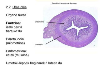2.2. Umetokia
Organo hutsa
Funtzioa:
izaki berria
hartuko du
Pareta lodia
(miometrioa)
Endometrioak
estali (mukosa)
Umetoki-lepoak baginarekin lotzen du
 