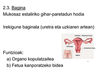 2.3. Bagina
Mukosaz estaliriko gihar-paretadun hodia
Irekigune baginala (uretra eta uzkiaren artean)
Funtzioak:
a) Organo kopulatzailea
b) Fetua kanporatzeko bidea
 