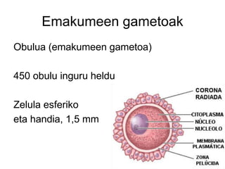 Emakumeen gametoak
Obulua (emakumeen gametoa)
450 obulu inguru heldu
Zelula esferiko
eta handia, 1,5 mm
 