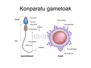 Konparatu gametoak
 