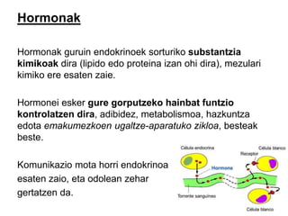 Hormonak
Hormonak guruin endokrinoek sorturiko substantzia
kimikoak dira (lipido edo proteina izan ohi dira), mezulari
kimiko ere esaten zaie.
Hormonei esker gure gorputzeko hainbat funtzio
kontrolatzen dira, adibidez, metabolismoa, hazkuntza
edota emakumezkoen ugaltze-aparatuko zikloa, besteak
beste.
Komunikazio mota horri endokrinoa
esaten zaio, eta odolean zehar
gertatzen da.
 