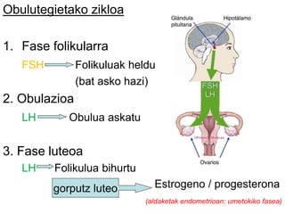 Obulutegietako zikloa
1. Fase folikularra
FSH Folikuluak heldu
(bat asko hazi)
2. Obulazioa
LH Obulua askatu
3. Fase luteoa
LH Folikulua bihurtu
Estrogeno / progesterona
(aldaketak endometrioan: umetokiko fasea)
gorputz luteo
 