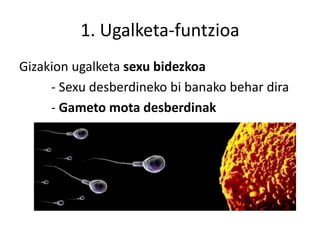 1. Ugalketa-funtzioa
Gizakion ugalketa sexu bidezkoa
- Sexu desberdineko bi banako behar dira
- Gameto mota desberdinak
 