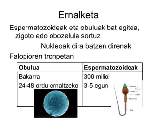 Ernalketa
Espermatozoideak eta obuluak bat egitea,
zigoto edo obozelula sortuz
Nukleoak dira batzen direnak
Falopioren tronpetan
Obulua Espermatozoideak
Bakarra
24-48 ordu ernaltzeko
300 milioi
3-5 egun
 