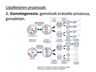Ugalketaren prozesuak:
1. Gametogenesia: gametoak eratzeko prozesua,
gonadetan.
 