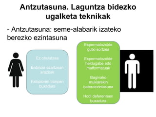 Antzutasuna. Laguntza bidezko
ugalketa teknikak
- Antzutasuna: seme-alabarik izateko
berezko ezintasuna
Ez obulatzea
Enbrioia ezartzean
arazoak
Falopioren tronpen
buxadura
Espermatozoide
gutxi sortzea
Espermatozoide
heldugabe edo
malformatuak
Baginako
mukiarekin
bateraezintasuna
Hodi deferenteen
buxadura
 