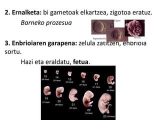 2. Ernalketa: bi gametoak elkartzea, zigotoa eratuz.
Barneko prozesua
3. Enbrioiaren garapena: zelula zatitzen, enbrioia
sortu.
Hazi eta eraldatu, fetua.
 