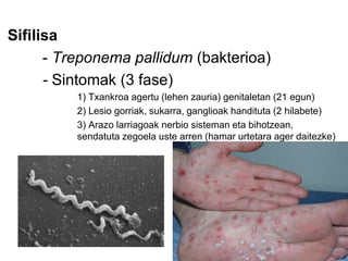 Sifilisa
- Treponema pallidum (bakterioa)
- Sintomak (3 fase)
1) Txankroa agertu (lehen zauria) genitaletan (21 egun)
2) Lesio gorriak, sukarra, ganglioak handituta (2 hilabete)
3) Arazo larriagoak nerbio sisteman eta bihotzean,
sendatuta zegoela uste arren (hamar urtetara ager daitezke)
 