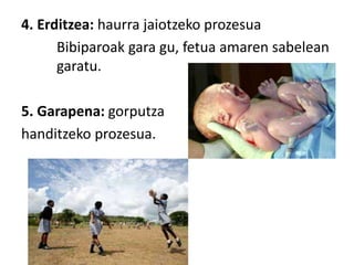 4. Erditzea: haurra jaiotzeko prozesua
Bibiparoak gara gu, fetua amaren sabelean
garatu.
5. Garapena: gorputza
handitzeko prozesua.
 