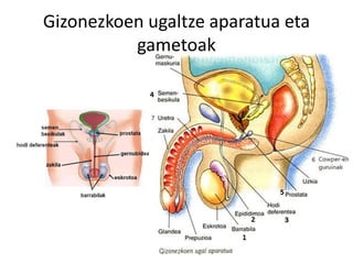 Gizonezkoen ugaltze aparatua eta
gametoak
 