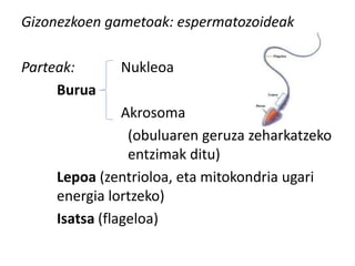 Gizonezkoen gametoak: espermatozoideak
Parteak: Nukleoa
Burua
Akrosoma
(obuluaren geruza zeharkatzeko
entzimak ditu)
Lepoa (zentrioloa, eta mitokondria ugari
energia lortzeko)
Isatsa (flageloa)
 