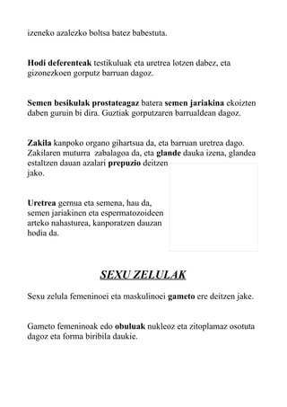 izeneko azalezko boltsa batez babestuta.
Hodi deferenteak testikuluak eta uretrea lotzen dabez, eta
gizonezkoen gorputz barruan dagoz.
Semen besikulak prostateagaz batera semen jariakina ekoizten
daben guruin bi dira. Guztiak gorputzaren barrualdean dagoz.
Zakila kanpoko organo gihartsua da, eta barruan uretrea dago.
Zakilaren muturra zabalagoa da, eta glande dauka izena, glandea
estaltzen dauan azalari prepuzio deitzen
jako.
Uretrea gernua eta semena, hau da,
semen jariakinen eta espermatozoideen
arteko nahasturea, kanporatzen dauzan
hodia da.
SEXU ZELULAK
Sexu zelula femeninoei eta maskulinoei gameto ere deitzen jake.
Gameto femeninoak edo obuluak nukleoz eta zitoplamaz osotuta
dagoz eta forma biribila daukie.
 