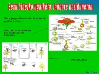 Sexu bidezko ugalketa, landare hazidunetan. Hitz egingo dizuet nola landareek ugaltzen diren.  POLINIZAZIOA ERNALKETA ETA ENBRIOIEN ETA HAZIEN ERATZE PROZESUA. Iker Teno 