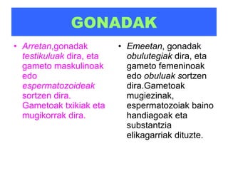 GONADAK Arretan ,gonadak  testikuluak  dira, eta gameto maskulinoak edo  espermatozoideak  sortzen dira. Gametoak txikiak eta mugikorrak dira. Emeetan , gonadak  obulutegiak  dira, eta gameto femeninoak edo  obuluak s ortzen dira.Gametoak mugiezinak, espermatozoiak baino handiagoak eta substantzia elikagarriak dituzte. 