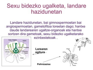 Sexu bidezko ugalketa, landare hazidunetan Landare hazidunetan, bai gimnospermoetan bai angiospermoetan, gametofitoa loreetan dago; hantxe daude landarearen ugaltze-organoak eta hantxe sortzen dira gametoak, sexu bidezko ugalketarako ezinbestekoak . Lorearen egitura Polinizazioa 