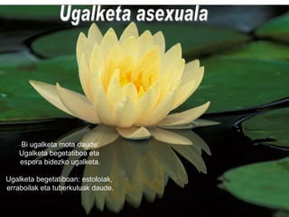 Ugalketa asexuala Bi ugalketa mota daude: Ugalketa begetatiboa eta  espora bidezko ugalketa. Ugalketa begetatiboan: estoloiak,  erraboilak eta tuberkuluak daude. 