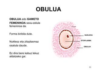 11
OBULUA
OBULUA edo GAMETO
FEMENINOA sexu-zelula
femeninoa da.
Forma biribila dute.
Nukleoz eta zitoplasmaz
osatuta daude.
Ez dira bere kabuz lekuz
aldatzeko gai.
NUKLEOA
ZITOPLASMA
OBULUA
 