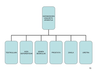 15
GIZONEZKOEN
UGALKETA
APARATUA
TESTIKULUAK
HODI
DEFERENTEAK
SEMEN
BESIKULAK
ZAKILA URETRAPROSTATA
 