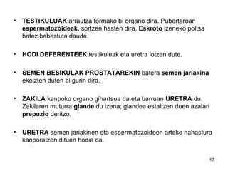 17
• TESTIKULUAK arrautza formako bi organo dira. Pubertaroan
espermatozoideak, sortzen hasten dira. Eskroto izeneko poltsa
batez babestuta daude.
• HODI DEFERENTEEK testikuluak eta uretra lotzen dute.
• SEMEN BESIKULAK PROSTATAREKIN batera semen jariakina
ekoizten duten bi gurin dira.
• ZAKILA kanpoko organo gihartsua da eta barruan URETRA du.
Zakilaren muturra glande du izena; glandea estaltzen duen azalari
prepuzio deritzo.
• URETRA semen jariakinen eta espermatozoideen arteko nahastura
kanporatzen dituen hodia da.
 