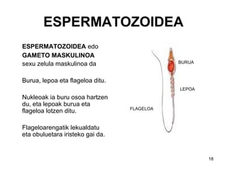 18
ESPERMATOZOIDEA
ESPERMATOZOIDEA edo
GAMETO MASKULINOA
sexu zelula maskulinoa da
Burua, lepoa eta flageloa ditu.
Nukleoak ia buru osoa hartzen
du, eta lepoak burua eta
flageloa lotzen ditu.
Flageloarengatik lekualdatu
eta obuluetara iristeko gai da.
BURUA
LEPOA
FLAGELOA
 