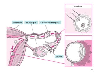22
obulutegia Falopioren tronpakumetokia
ernaltzea
obulua
 