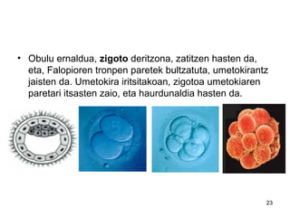 23
• Obulu ernaldua, zigoto deritzona, zatitzen hasten da,
eta, Falopioren tronpen paretek bultzatuta, umetokirantz
jaisten da. Umetokira iritsitakoan, zigotoa umetokiaren
paretari itsasten zaio, eta haurdunaldia hasten da.
 