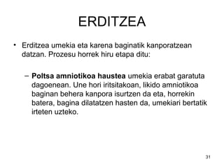 31
ERDITZEA
• Erditzea umekia eta karena baginatik kanporatzean
datzan. Prozesu horrek hiru etapa ditu:
– Poltsa amniotikoa haustea umekia erabat garatuta
dagoenean. Une hori iritsitakoan, likido amniotikoa
baginan behera kanpora isurtzen da eta, horrekin
batera, bagina dilatatzen hasten da, umekiari bertatik
irteten uzteko.
 