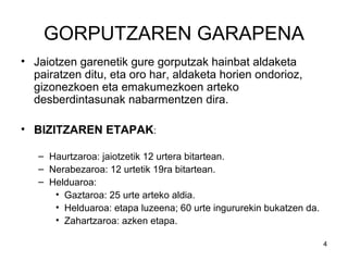 4
GORPUTZAREN GARAPENA
• Jaiotzen garenetik gure gorputzak hainbat aldaketa
pairatzen ditu, eta oro har, aldaketa horien ondorioz,
gizonezkoen eta emakumezkoen arteko
desberdintasunak nabarmentzen dira.
• BIZITZAREN ETAPAK:
– Haurtzaroa: jaiotzetik 12 urtera bitartean.
– Nerabezaroa: 12 urtetik 19ra bitartean.
– Helduaroa:
• Gaztaroa: 25 urte arteko aldia.
• Helduaroa: etapa luzeena; 60 urte ingururekin bukatzen da.
• Zahartzaroa: azken etapa.
 