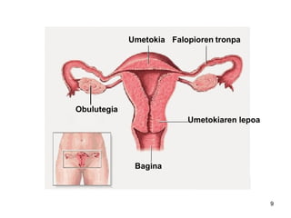 9
Umetokia Falopioren tronpa
Obulutegia
Bagina
Umetokiaren lepoa
 