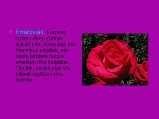 Erraboilak.  Lurpean hazten diren zurtoin txikiak dira, hosto lodi eta mamitsuz estaliak, eta beste landare batzuk emetzen dira haietatik. Tipulak, baratxuriak eta tulipak ugaltzen dira horrela. 